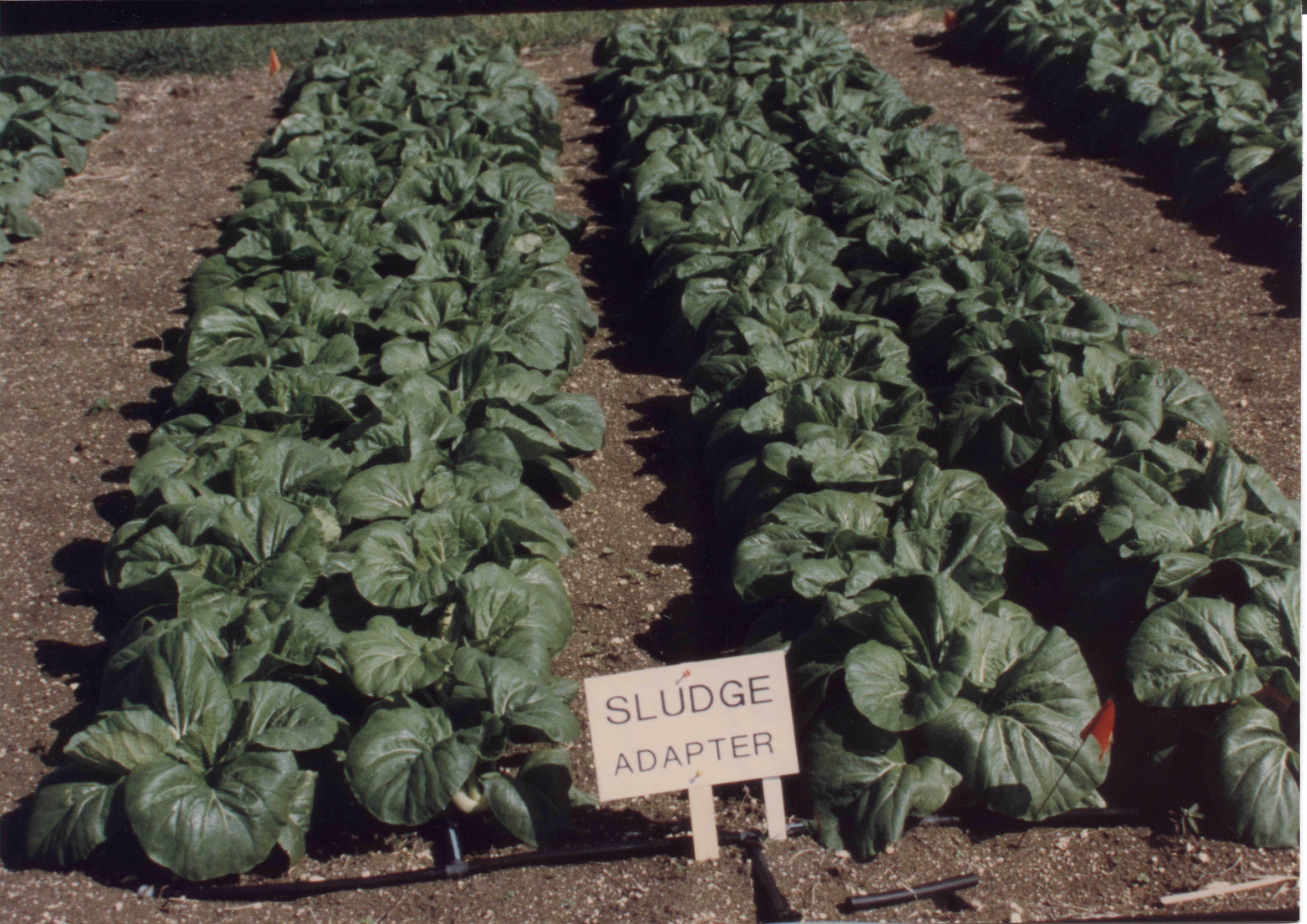 Vegetable production with biofloc effluent